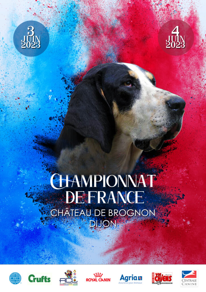 championnat de france chien dijon 2023 braque de weimar