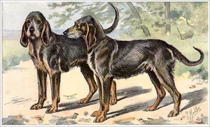 chiens gris saint louis